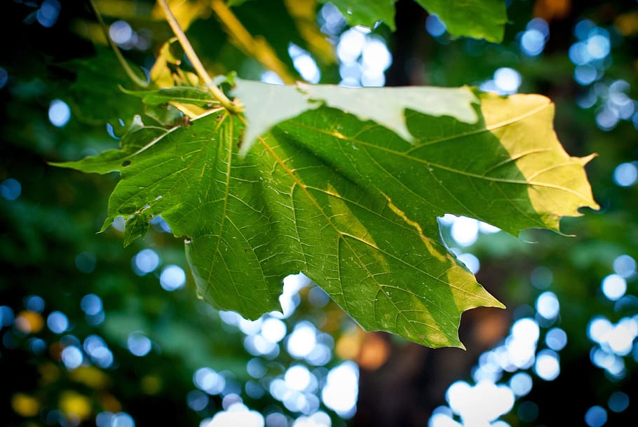clone, leaf, nature, autumn, foliage, colors, sunny, maple leaf HD wallpaper