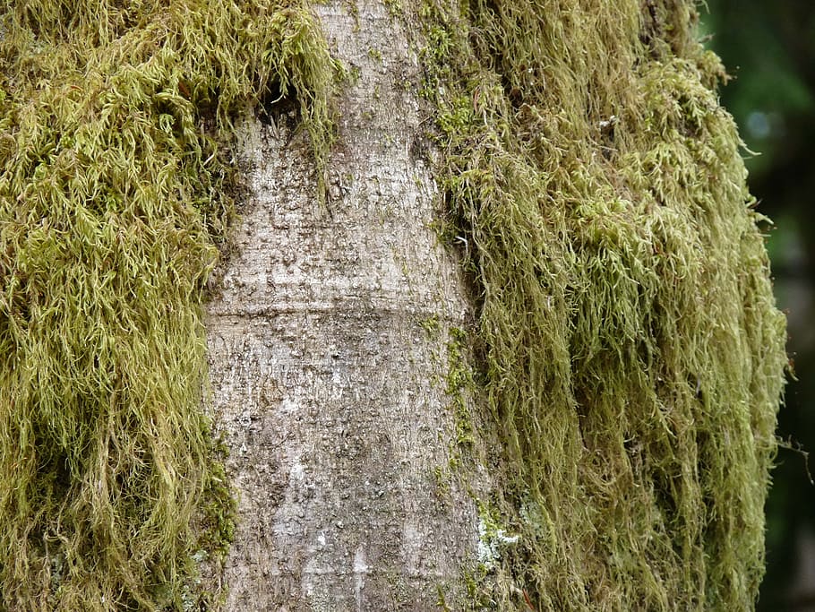 green, moss, tree, bark, coarse, nature, grass, backgrounds HD wallpaper