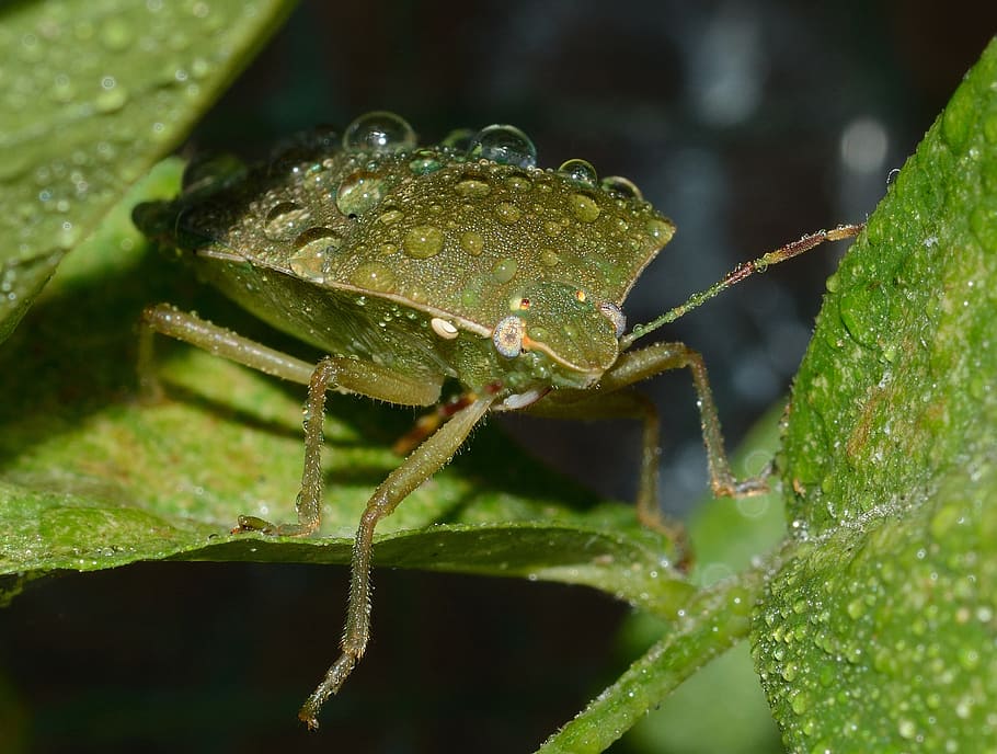 bug, nezara, viridula, macro, insect, nature, leaf, animal HD wallpaper