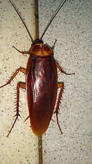 close-up photo of brown banded cockroach, Beast, Beetle, one animal HD wallpaper