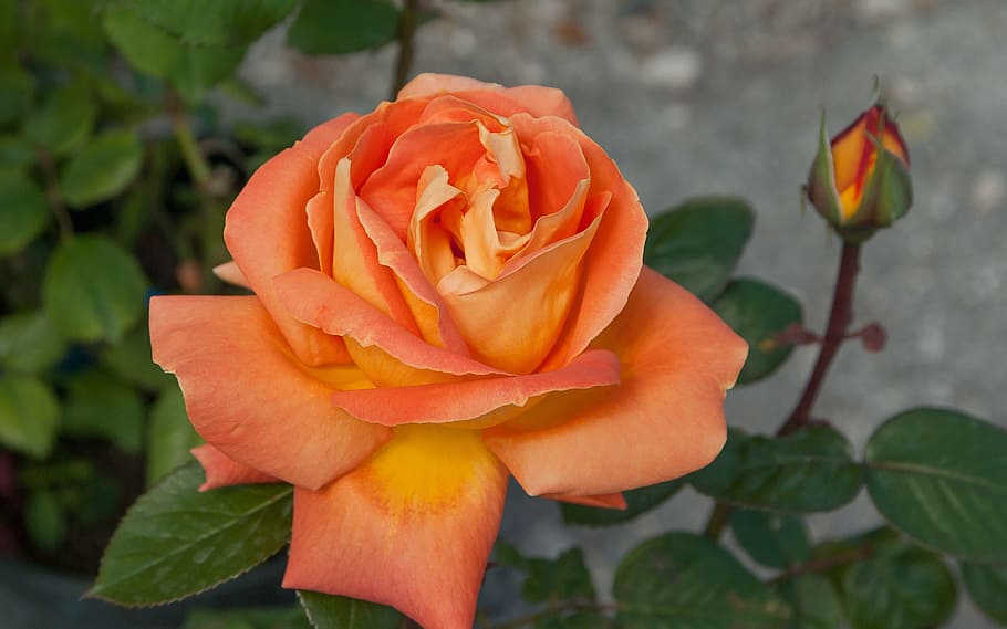 close-up photography of orange rose, flower, pink, button, bud HD wallpaper