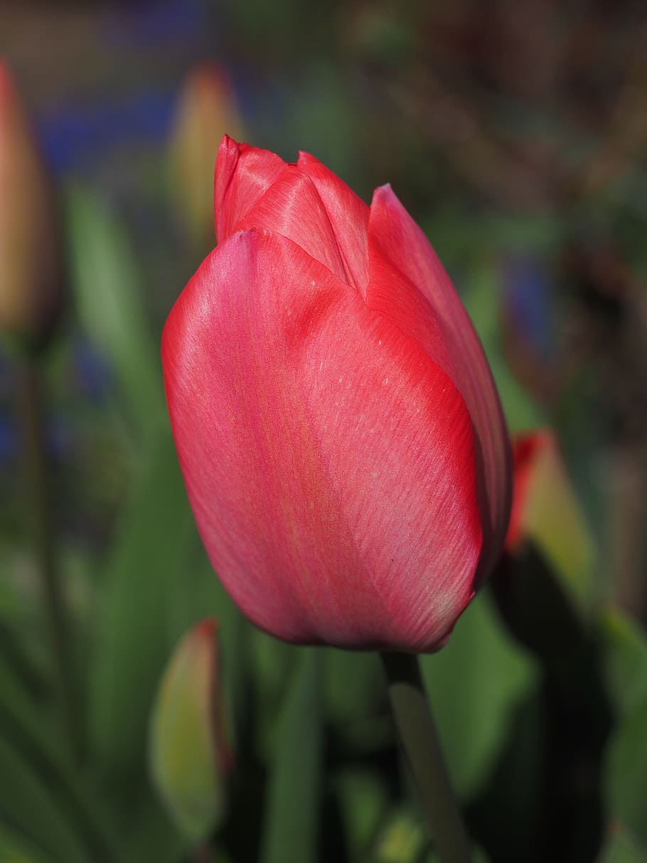 tulip, red, flower, spring, close, colorful, tulipa, lily, liliaceae HD wallpaper