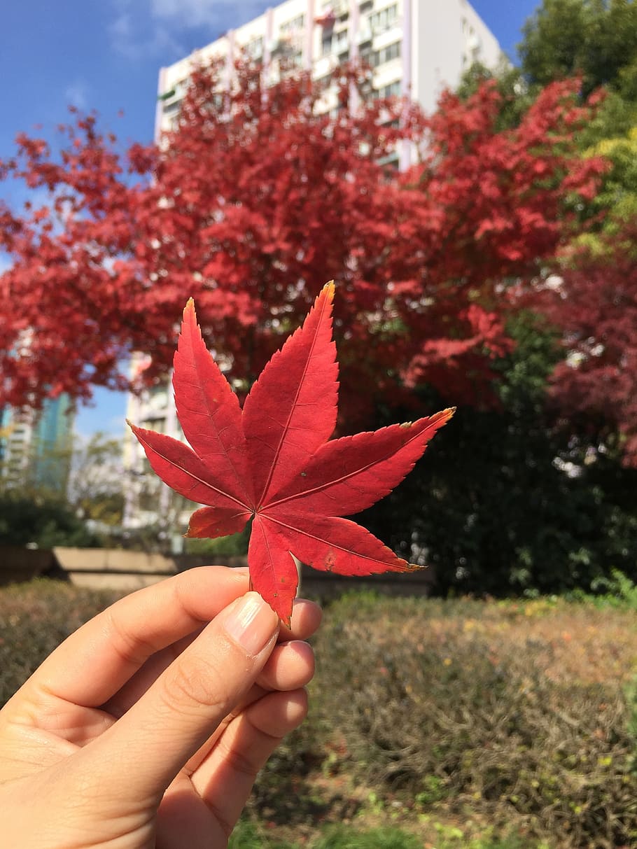 maple, hand, views, go away, autumn, red, tree, season, yellow HD wallpaper