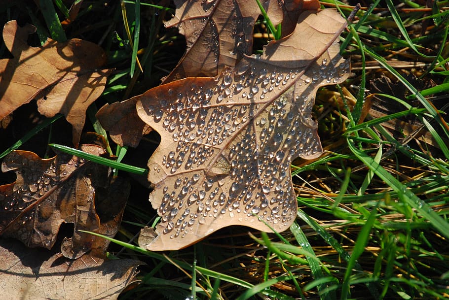 Water, Drop, Holidays, Autumn, leaf, nature, outdoors, one animal HD wallpaper