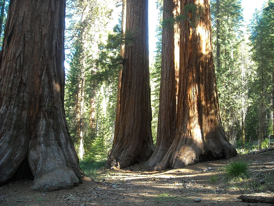 brown wooden trees, mariposa, grove, california, sequoia, giant