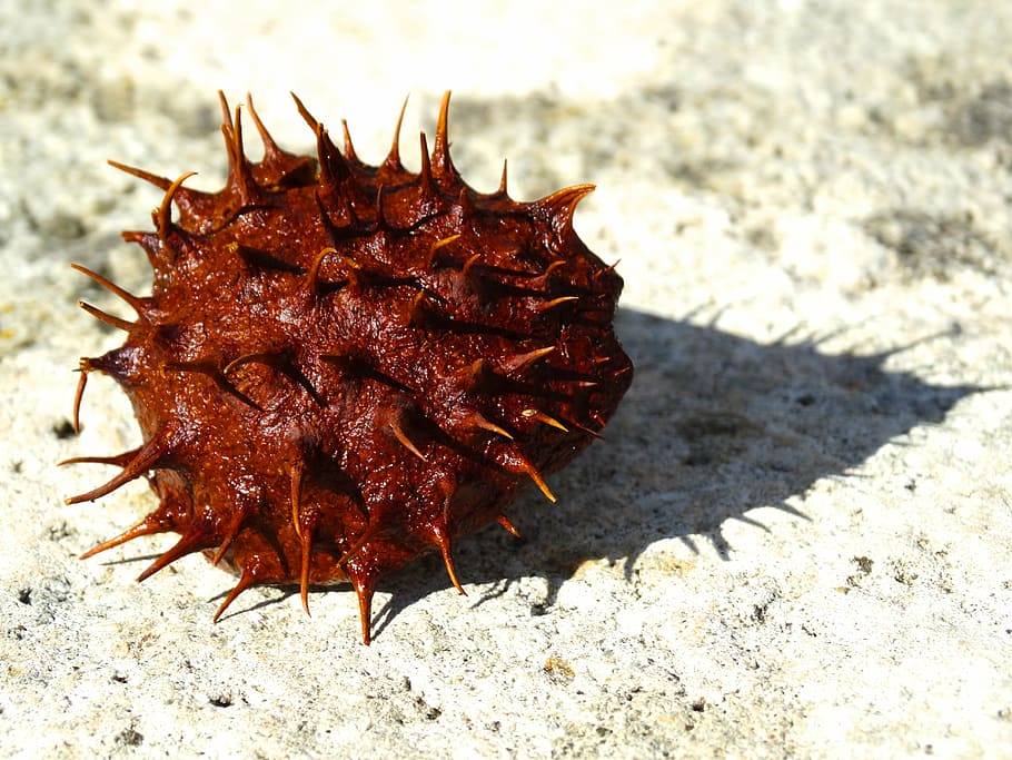chestnut, prickly, chestnut shell, spur, brown, reddish, nutshell HD wallpaper