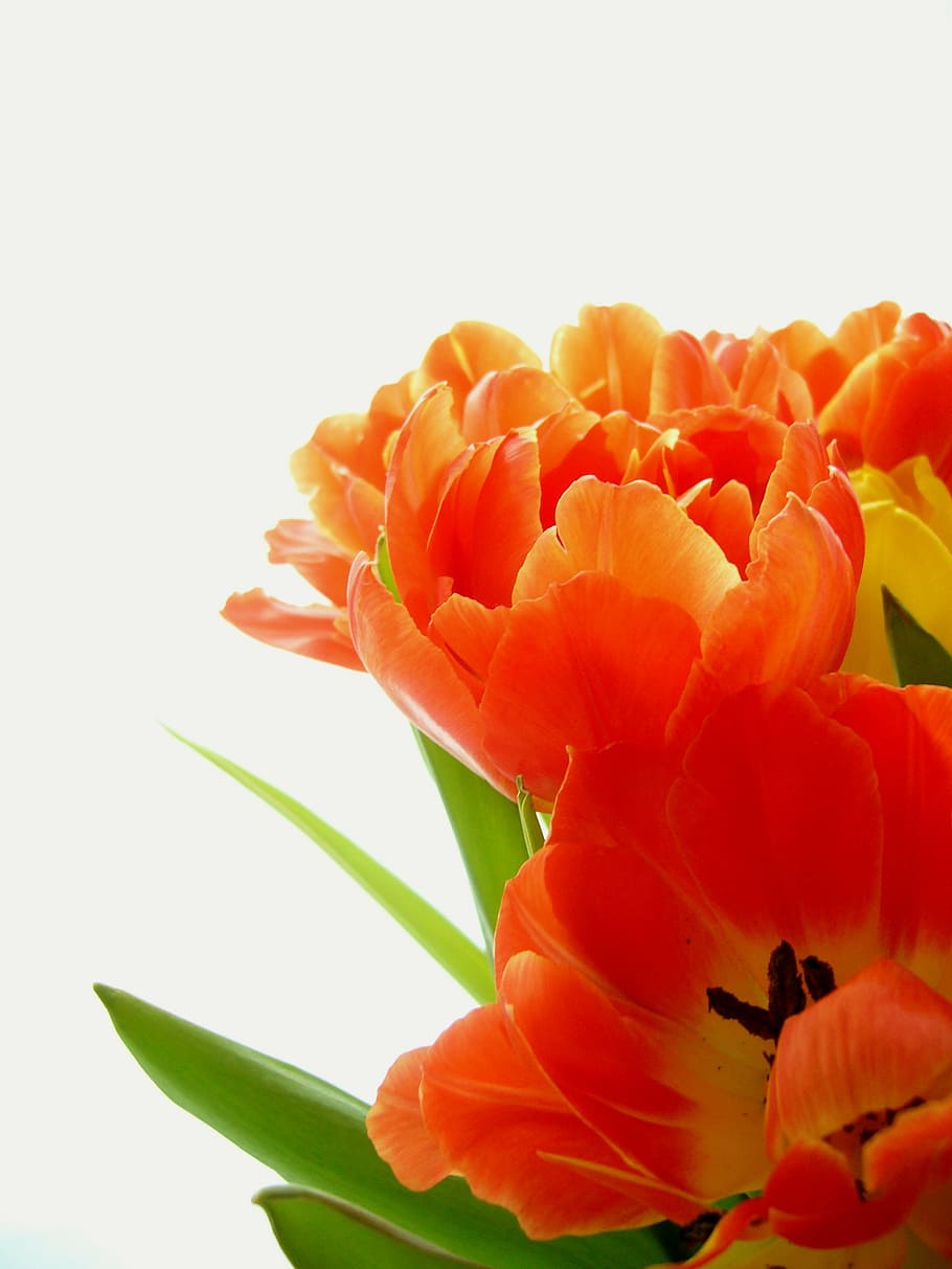 closed photo of orange petaled flower, tulip, yellow, red, pink HD wallpaper