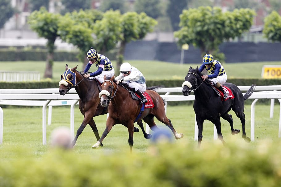 time-lapse photography of horse racing, italy, horses, race, trot, HD wallpaper