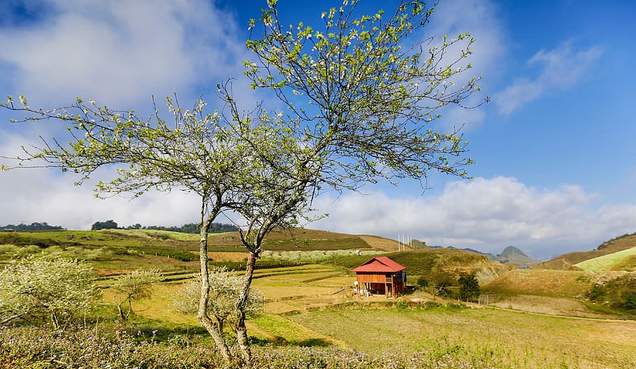 tree, nature, landscape, grass, sky, environment, architecture HD wallpaper