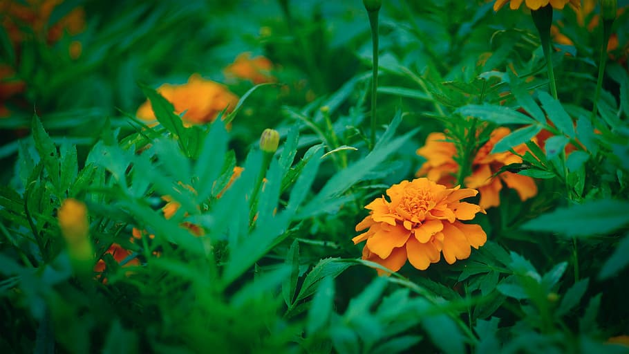 nature, leaf, plant, summer, garden, flower, light, color, flower's HD wallpaper