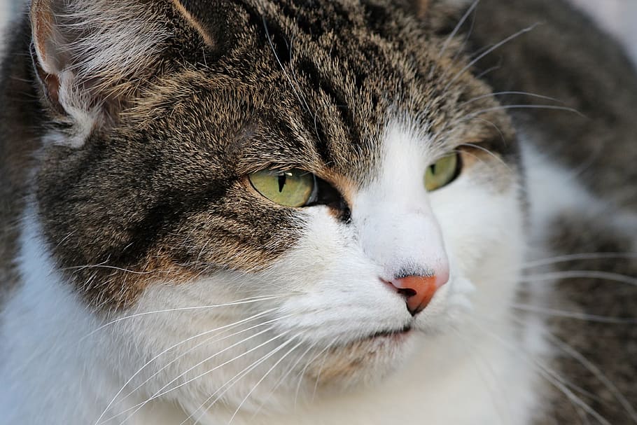white and brown tabby cat, grumpy, bad mood, disturb, portrait HD wallpaper