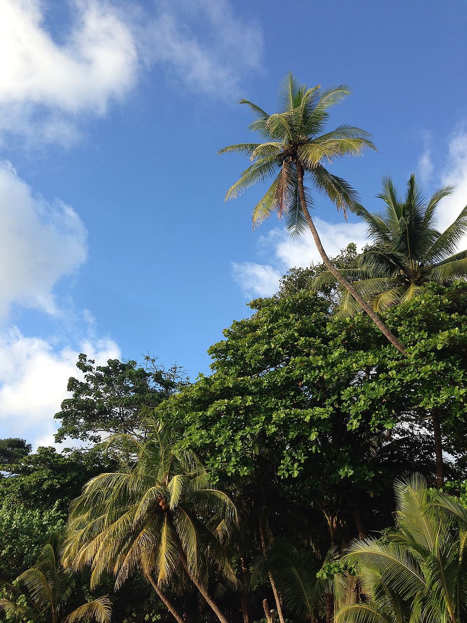 Trees, Greenery, Plants, Nature, Palms, coconut trees, wooden HD wallpaper