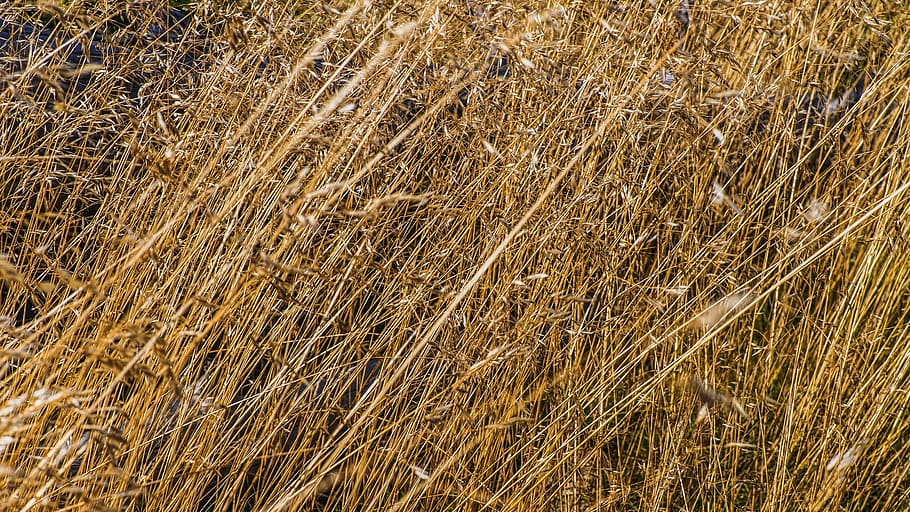 grasses, macro, close up view, wild grass, nature, reed, flora HD wallpaper