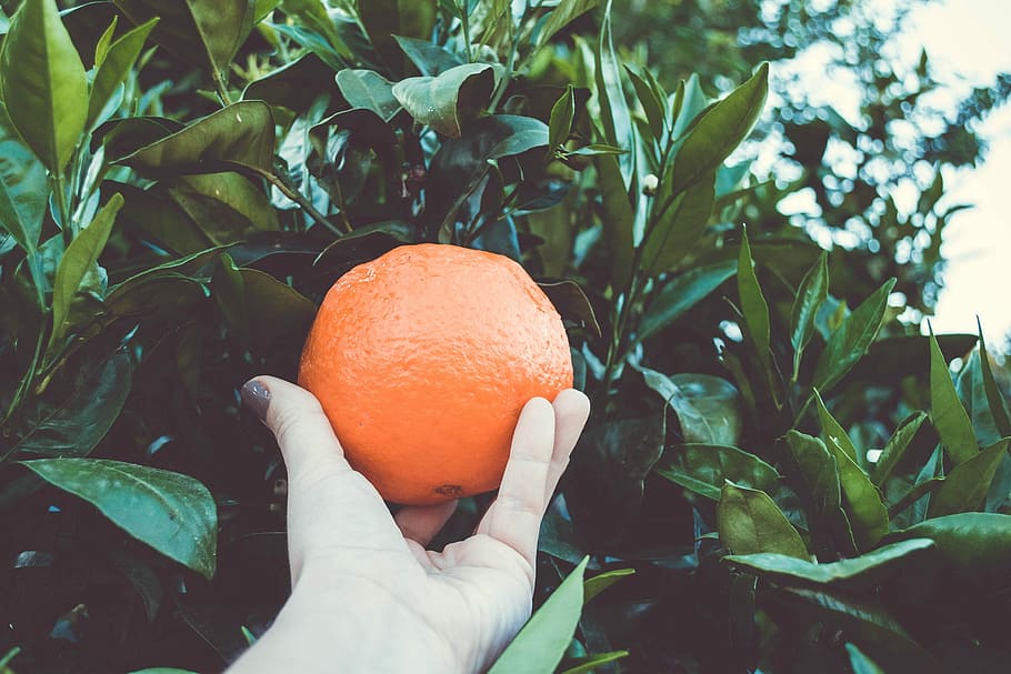 Orange, Tree, Hand, Leaves, picking, nature, green, plant, branch HD wallpaper
