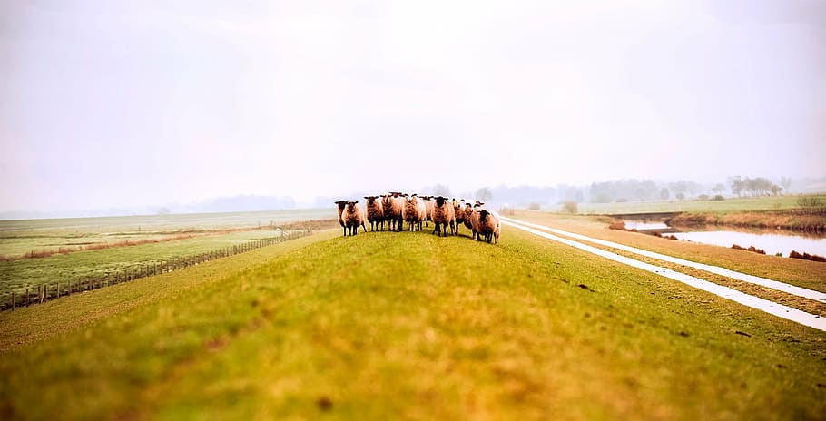 herd of sheep in farm, germany, animals, field, meadow, fog HD wallpaper