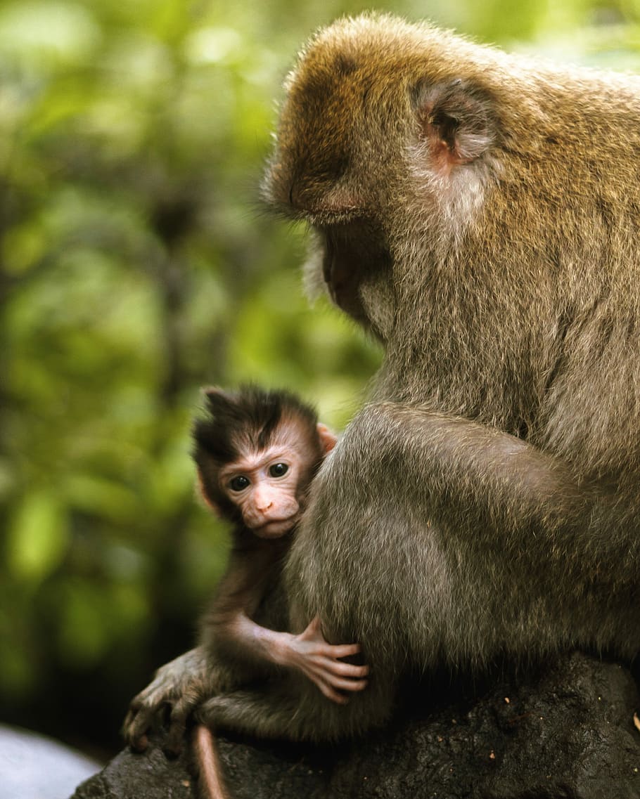 gray monkey carrying baby monkey during daytime, Monkey holding child photo, HD wallpaper