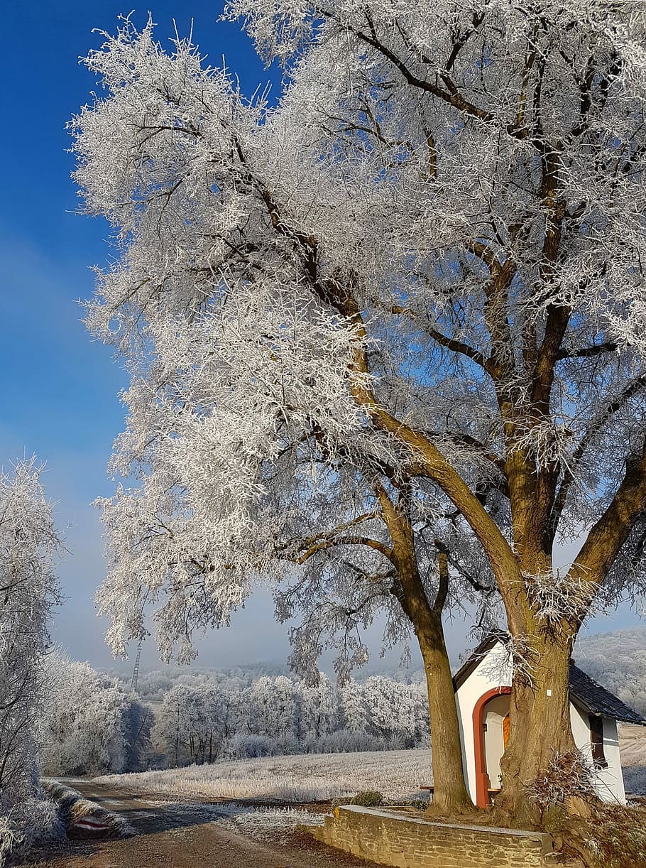 Winter, Cold, Wintry, Forest, winter cold, eiskristalle, tree HD wallpaper