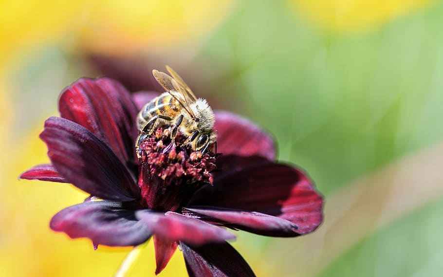 brown bee perched on red petaled flower, insect, forage, macro HD wallpaper