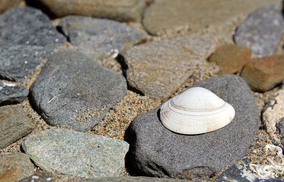 Beach, Seashell, Summer, Holidays, the coast, scallop, water HD wallpaper