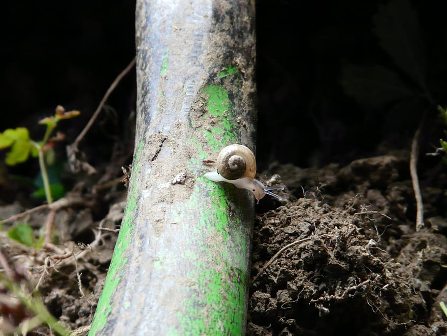 snail, shell, small, climb, cute, animal, animal wildlife, animal themes HD wallpaper