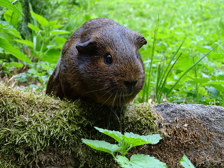 guinea-pig, mammal, agouti, guinea pigs, cute, grass, moss, HD wallpaper