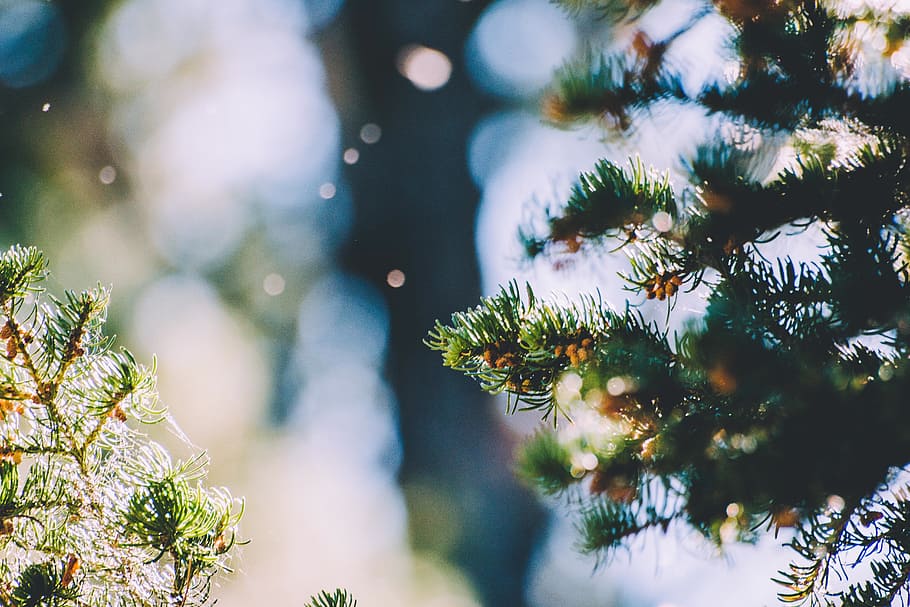 light, spruce, plant, tree, green, blur, growth, nature, selective focus HD wallpaper