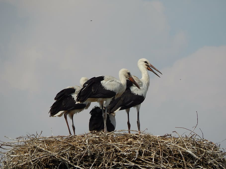 storks, birds, young, socket, animal themes, vertebrate, animals in the wild HD wallpaper