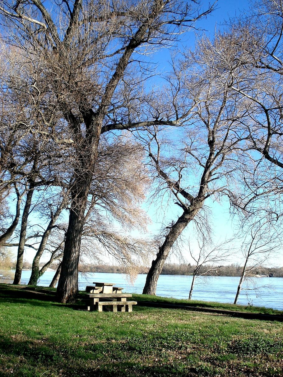 trees, river, rhône, plant, water, tranquility, tranquil scene HD wallpaper