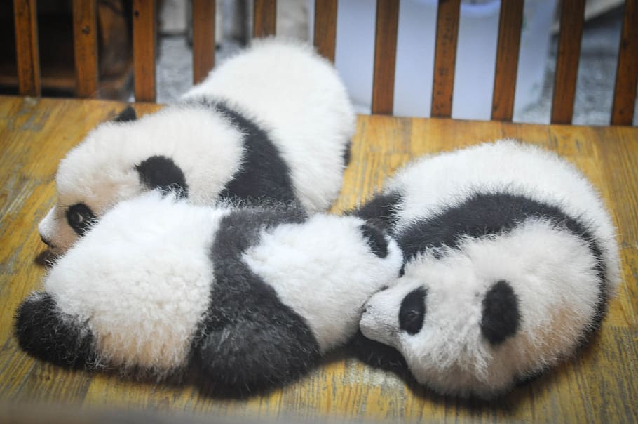 panda cubs wallpaper