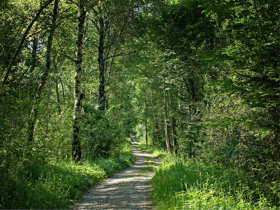 away, forest, trees, nature, walk, hiking, holiday, recovery HD wallpaper