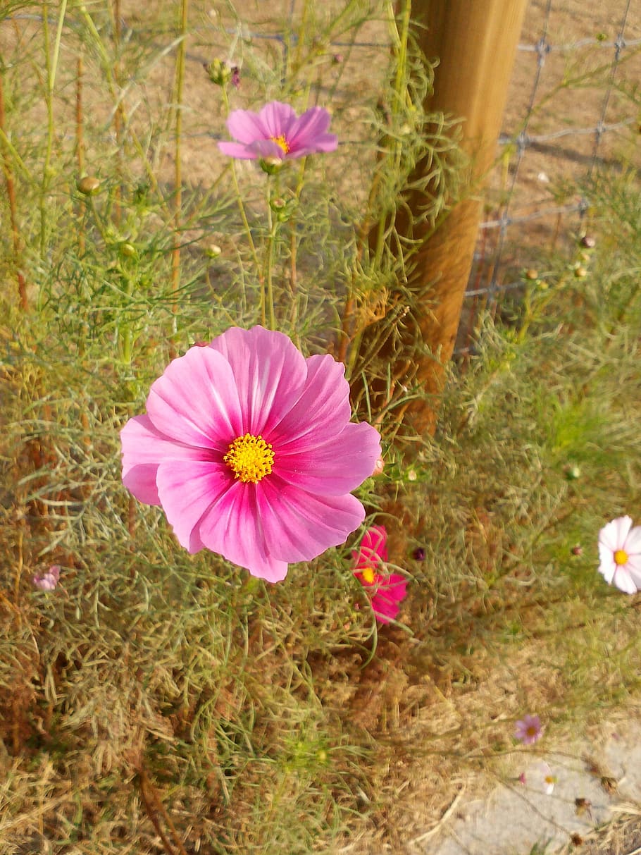 flowers, cosmos, flowering plant, freshness, fragility, vulnerability HD wallpaper