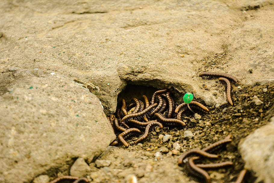 worms, nature, snail, animal themes, animal wildlife, animals in the wild HD wallpaper
