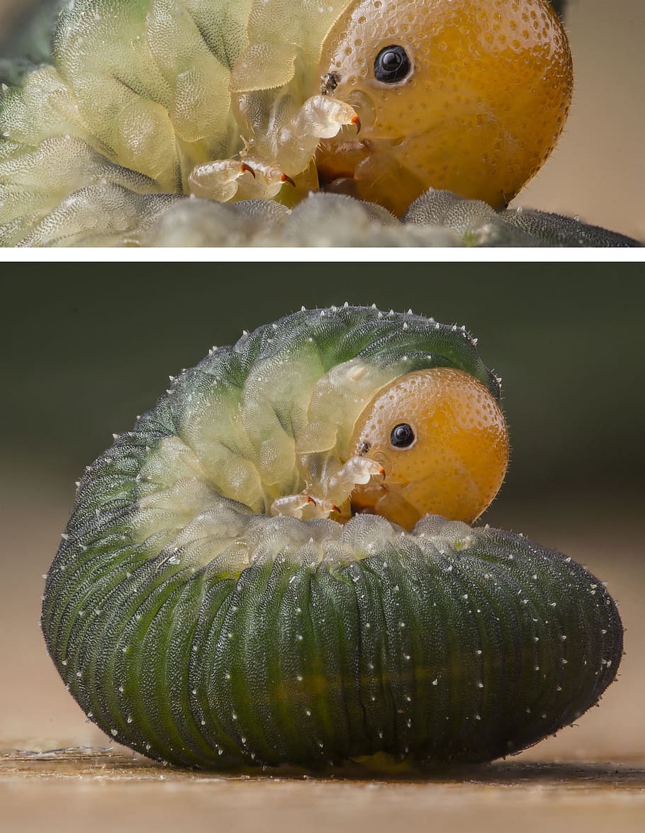 closeup photography of green caterpillar collage, cute, macro HD wallpaper
