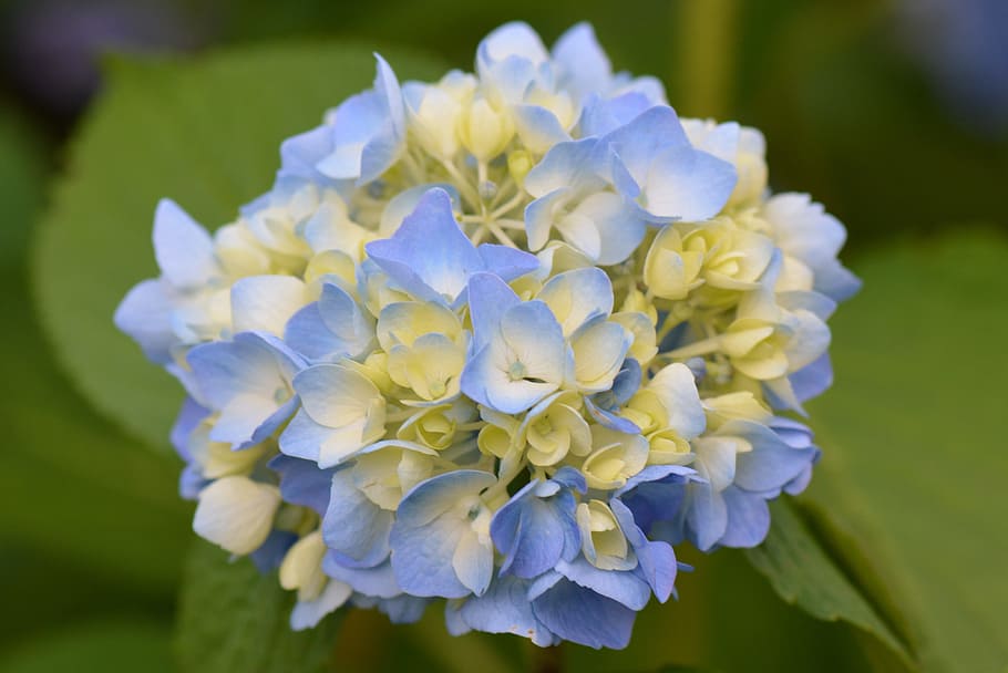flower, nature, blue flower, hydrangea, flowering plant, vulnerability HD wallpaper