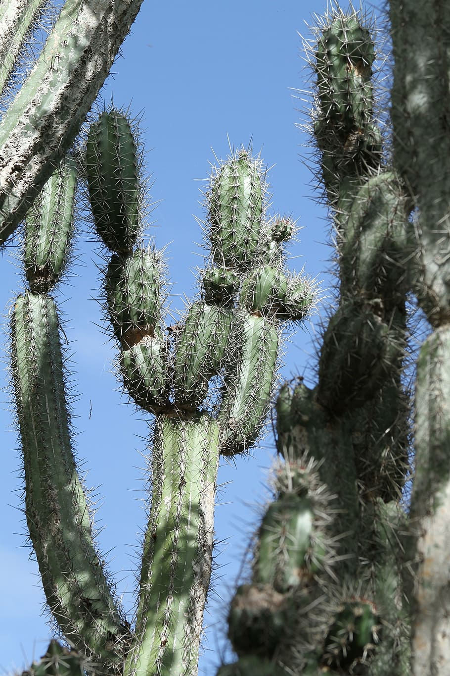 cactus, green, spur, prickly, nature, plant, dry, flora, building HD wallpaper