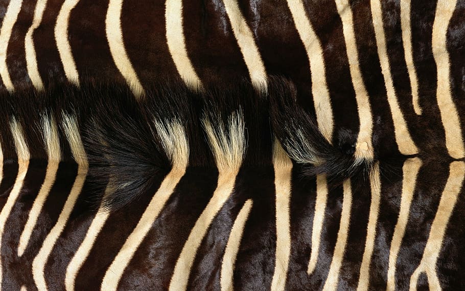 zebra, fur, grain, striped, wildlife, africa, safari Animals HD wallpaper