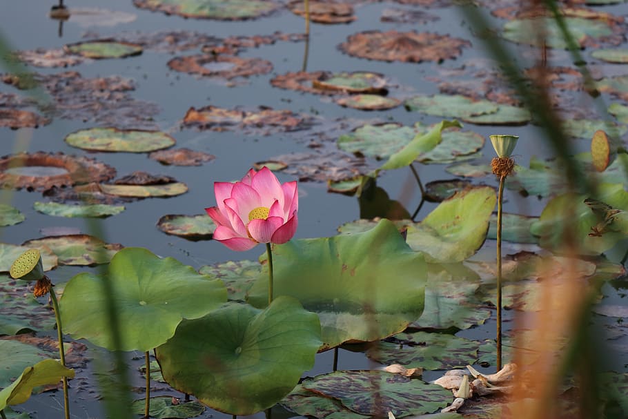 lotus, bloom, flower, lake, flowering plant, leaf, water lily HD wallpaper