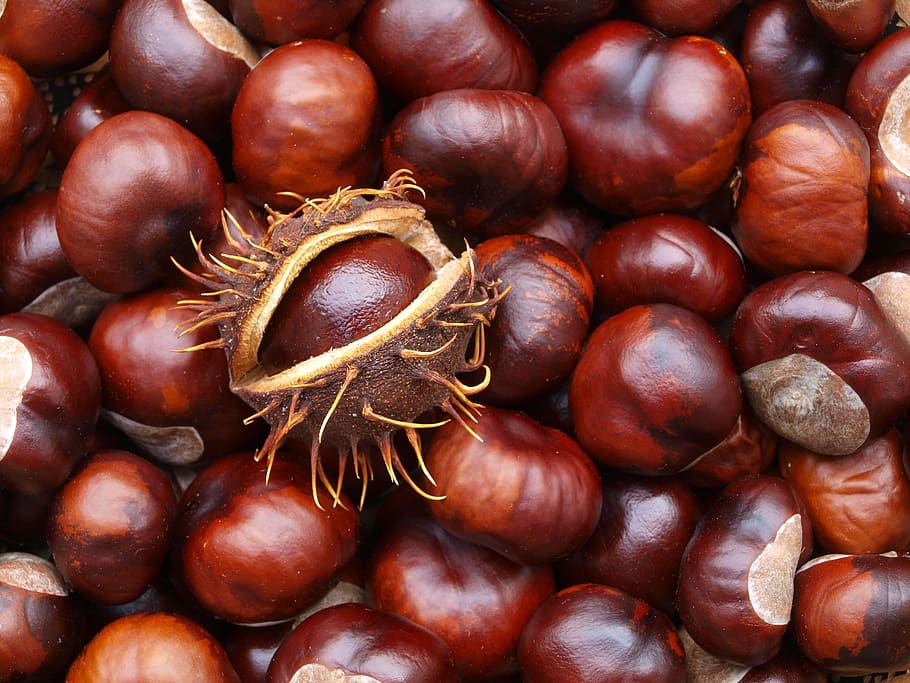 brown fruit lot, chestnut, autumn, prickly, tree, plant, maroni HD wallpaper