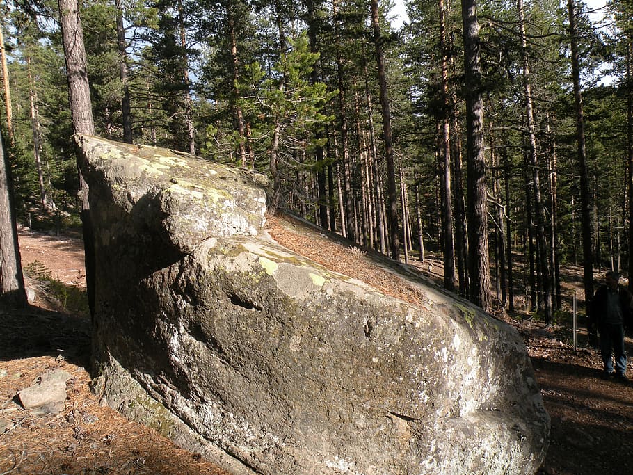 nature, stone, tree, forest, plant, land, tranquility, growth HD wallpaper