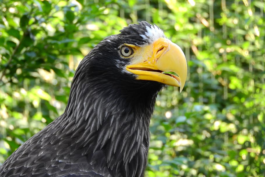 eagle eastern, haliaeetus pelagicus, head, zobík, bird of prey HD wallpaper