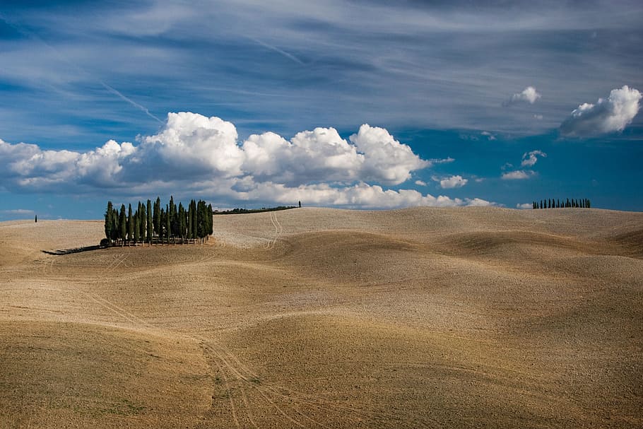 green trees in the middle on desert under clouds, desert under blue sky HD wallpaper