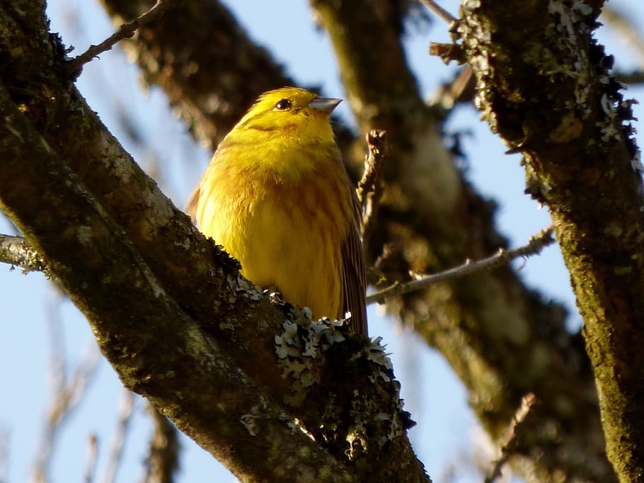 yellowhammer, birds, yellow bird, tree, branch, vertebrate