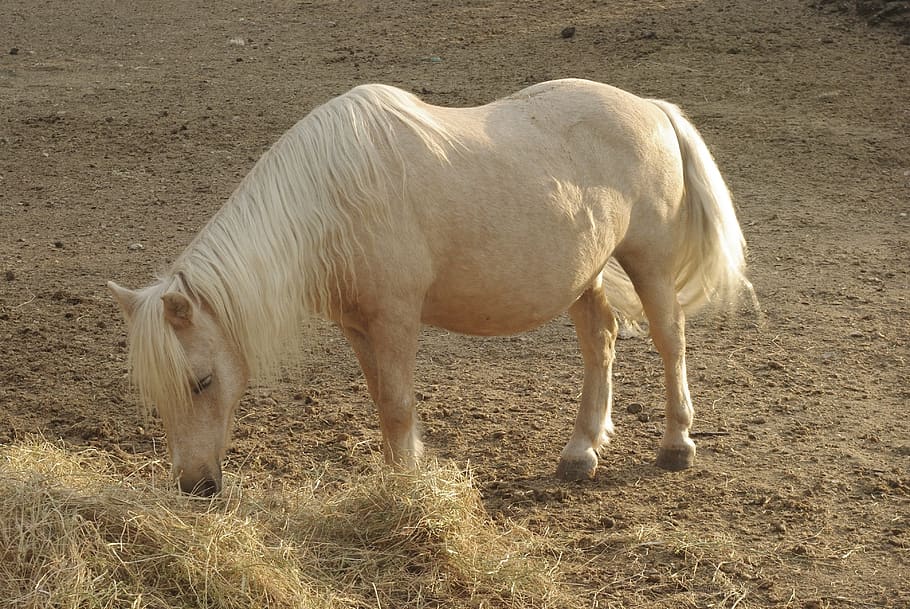 pony, shetland, hay, horse, pony-shetland, eat, white, ecru, HD wallpaper