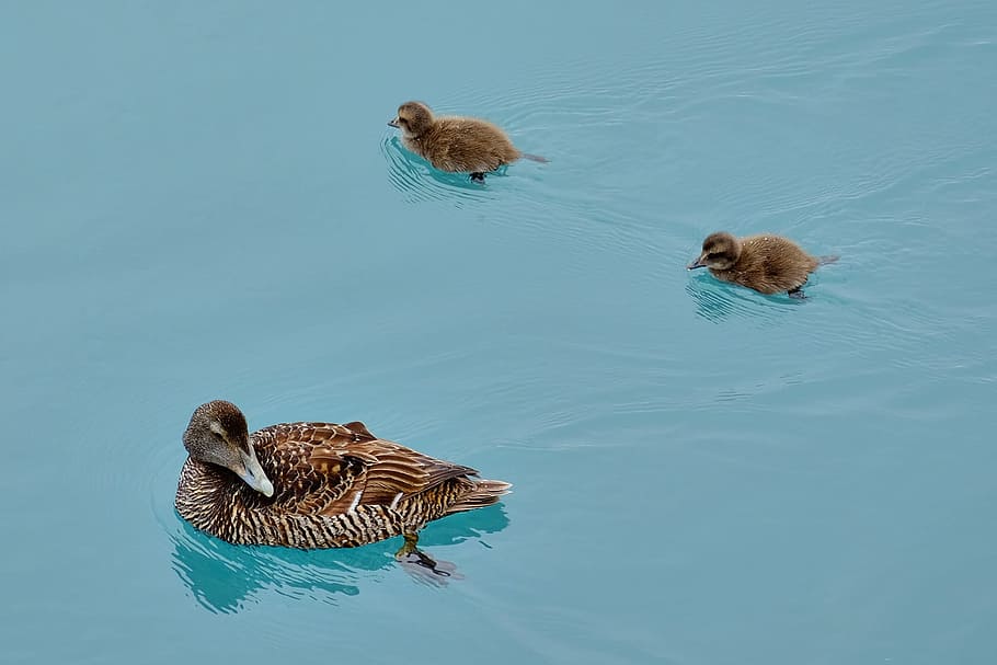 Duck, Chicks, Small, Cute, Waterfowl, ducky, young bird, swim HD wallpaper