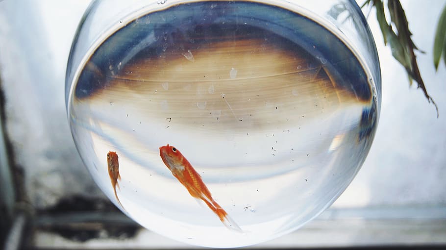 Goldfish, Winter, nature, glass - Material, fishbowl, animal themes HD wallpaper