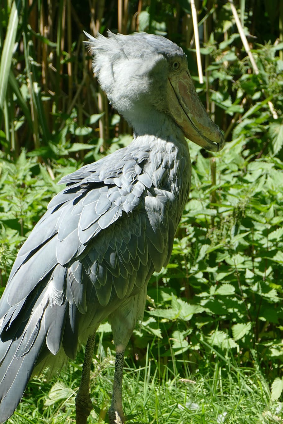 HD wallpaper: shoebill, animal themes, bird, one animal, animals in the ...