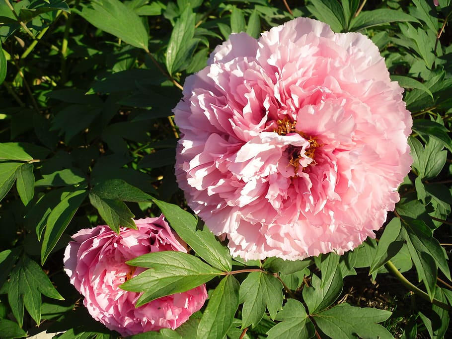 Flower, Pink, Peony, pink color, plant, leaf, nature, growth HD wallpaper