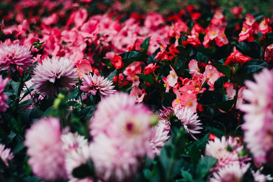 red-and-pink flower field at daytime, pink and red petaled flower field HD wallpaper