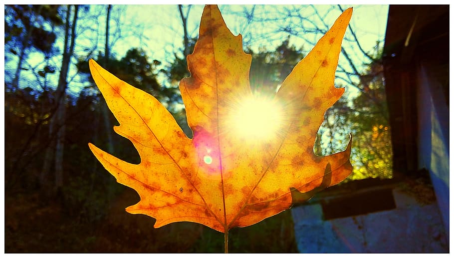 leaves, solar, nature, autumn, plant part, tree, leaf, transfer print HD wallpaper