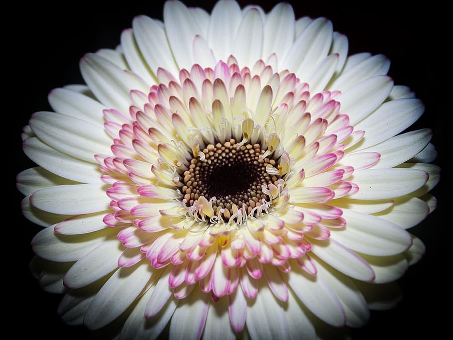 gerbera, blossom, bloom, macro, fragrance, romantic, spring HD wallpaper